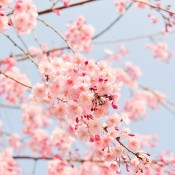 cherry-blossom-tree-g4bd081676_1280