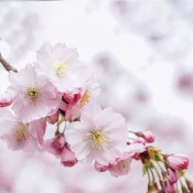 cherry-blossoms-4951853_1280